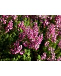 Calluna vulgaris ’Dunja’ цвітіння в саду